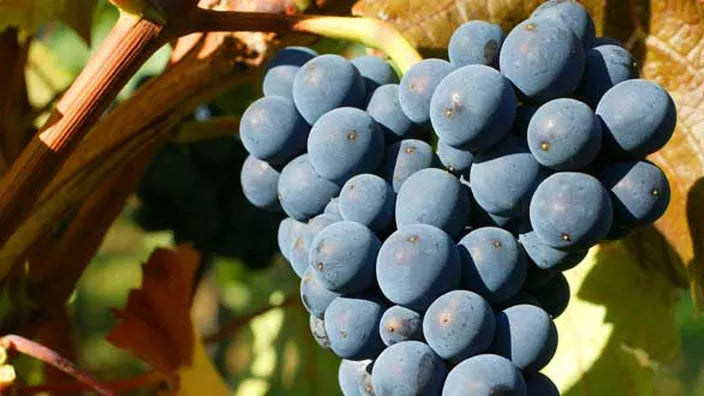 cépage pinot noir