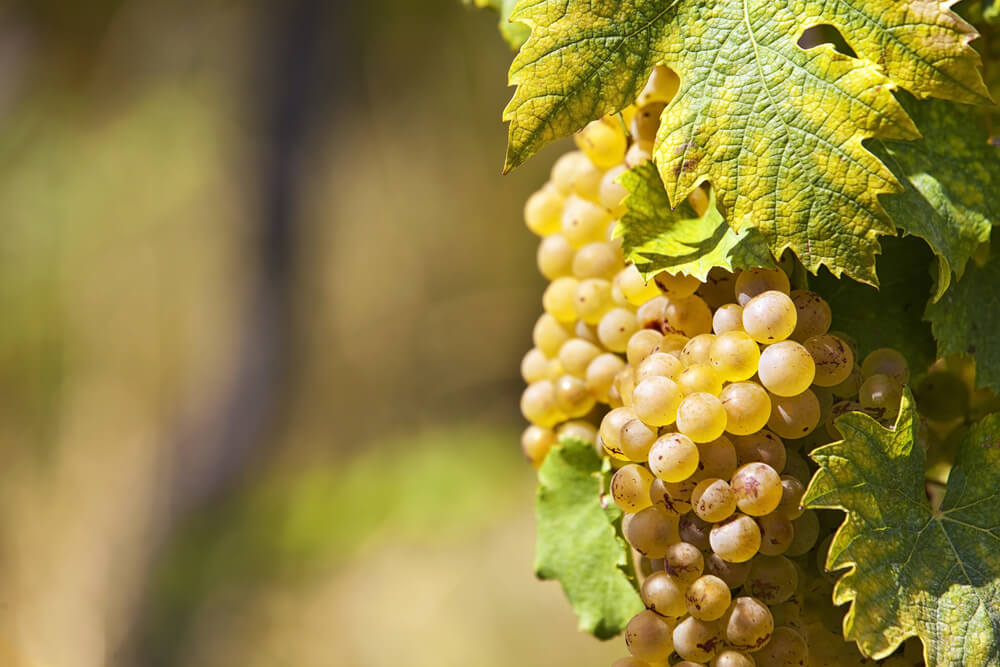 cépage sauvignon blanc