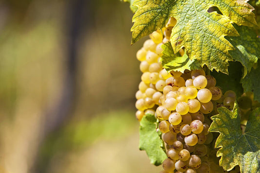 cépage sauvignon blanc