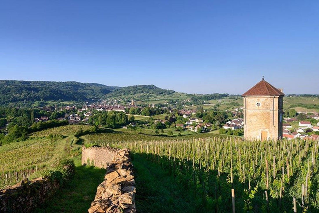 arbois berceau du cépage trousseau