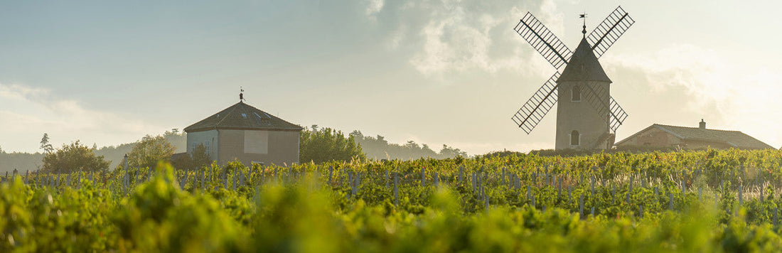vignoble beaujolais moulin à vent