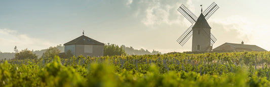 vignoble beaujolais moulin à vent