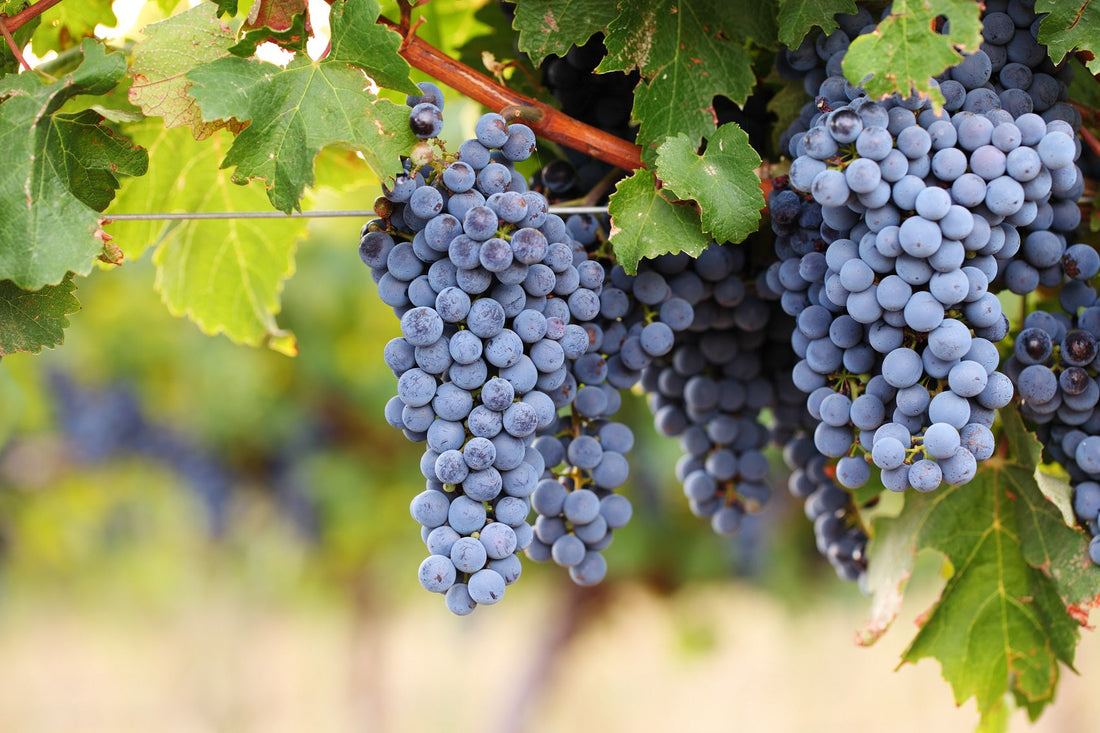 cabernet sauvignon cépage