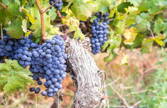 cépage carignan