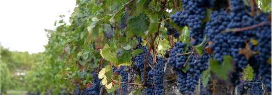Cépages de France - grappe de raisin au vignoble