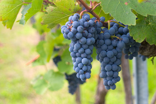 cépage grenache