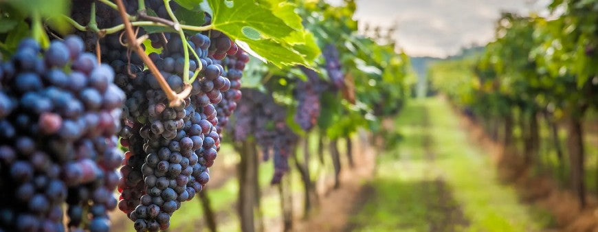 cépage tannat