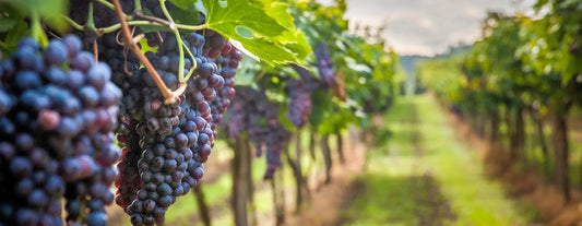 cépage tannat
