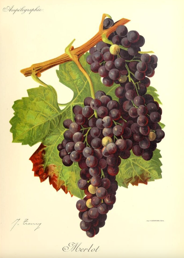 Les cépages français expliqués — Guide complet