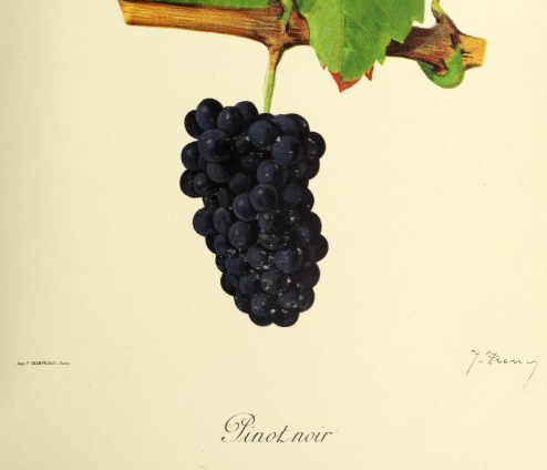 cépage vin