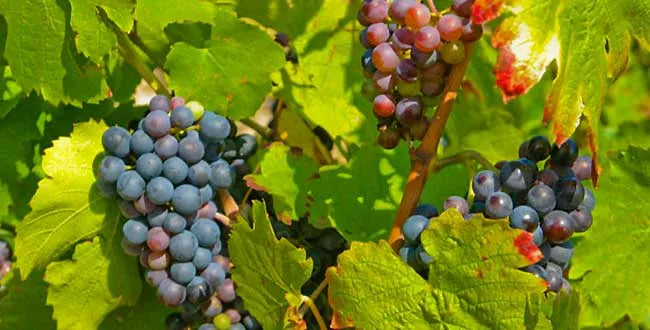 cépage gamay