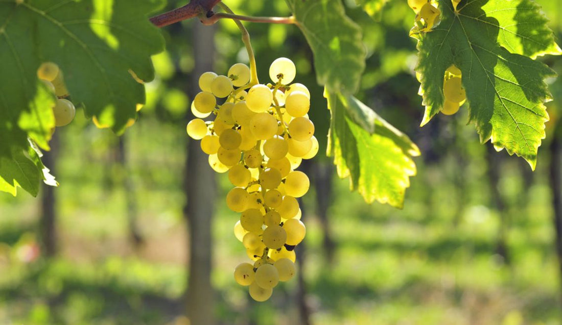 cépage chardonnay raisin