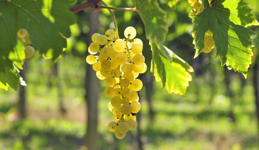 cépage chardonnay raisin
