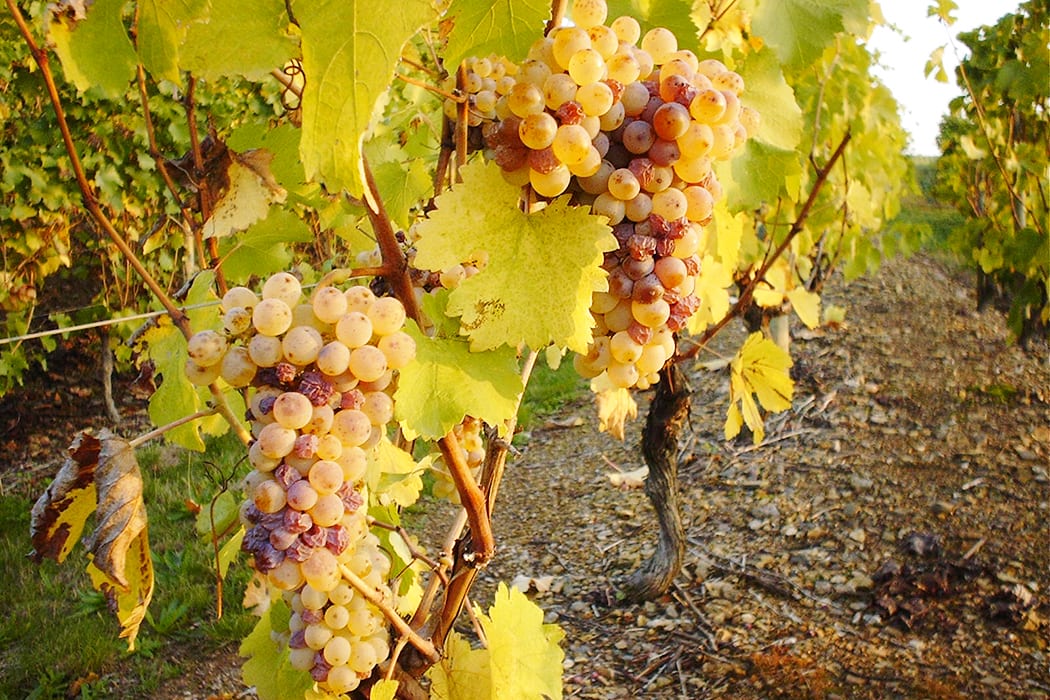 cépage chenin blanc
