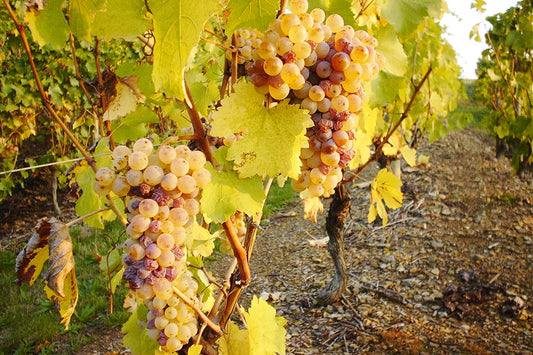 cépage chenin blanc