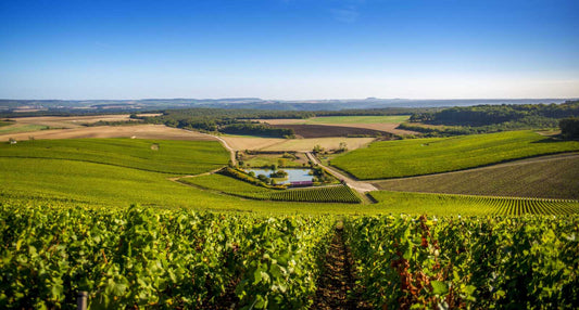 Vignoble Champagne