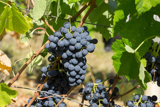 cépage mondeuse savoie
