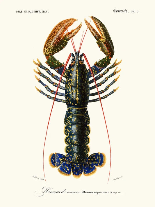 Gravure ancienne d'un homard, guide des vins à servir avec du homard