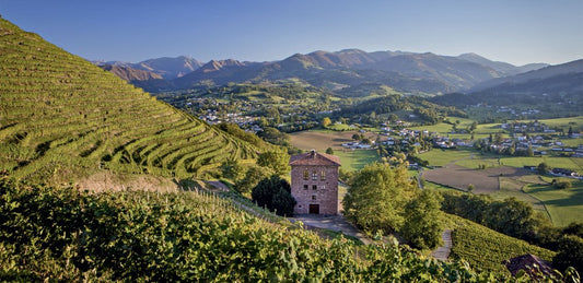 vignes irouléguy sud ouest