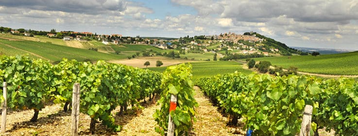 vignoble loire