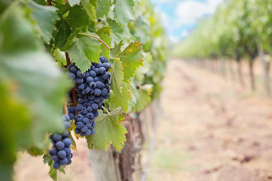 cépage mourvedre