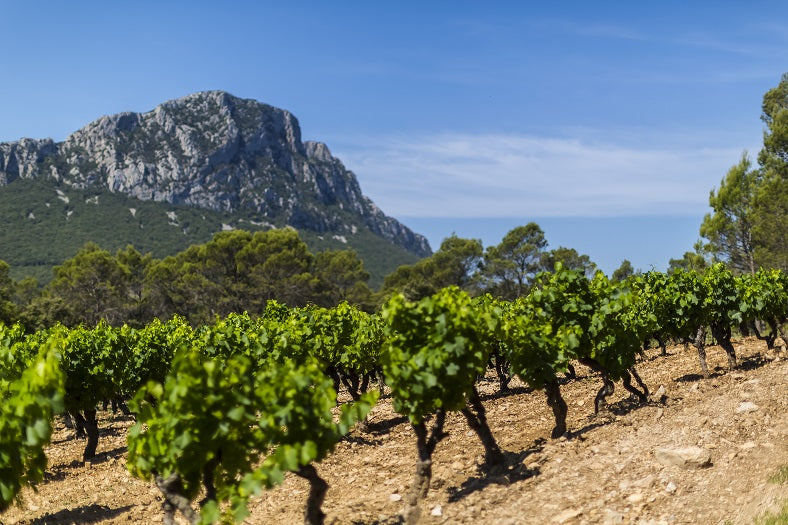 vignoble languedoc