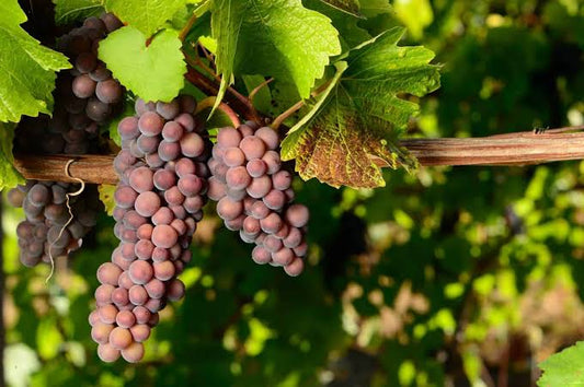 pinot gris cépage alsace
