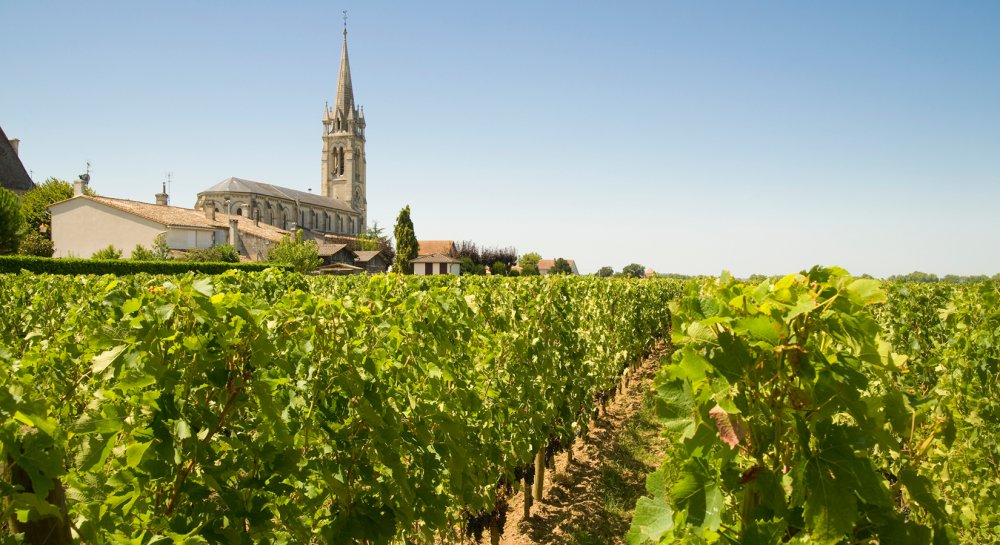 vignes pomerol