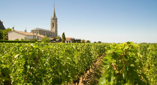 vignes pomerol