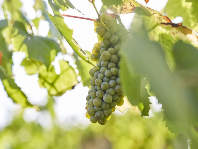 Grappe de melon de Bourgogne dans le vignoble nantais
