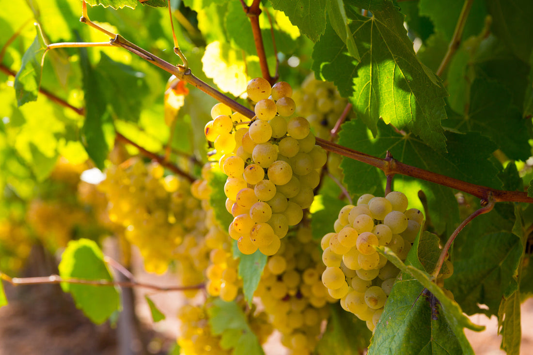 Grappe de riesling sur la vigne, cépage blanc emblématique d'Alsace