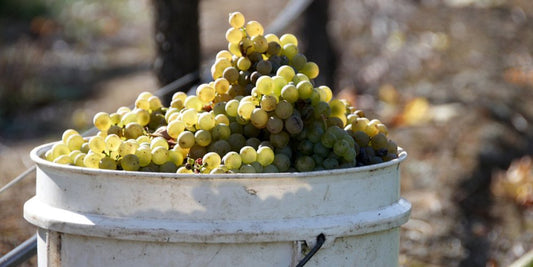 vin cépage semillon