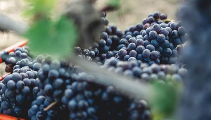 cépage tempranillo