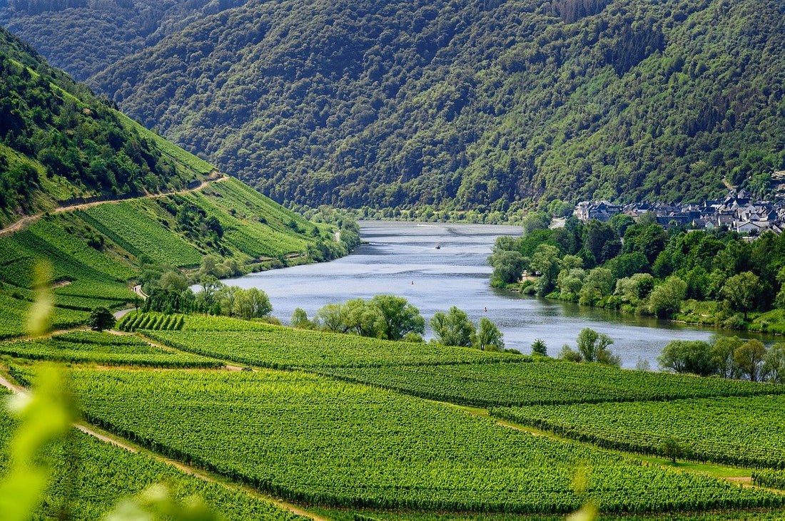 vignoble de la vallée du rhone