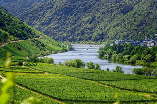 vignoble de la vallée du rhone