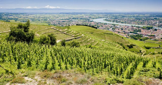 Vignobles en terrasses dans la Vallée du Rhône Nord, paysage viticole emblématique de Côte-Rôtie
