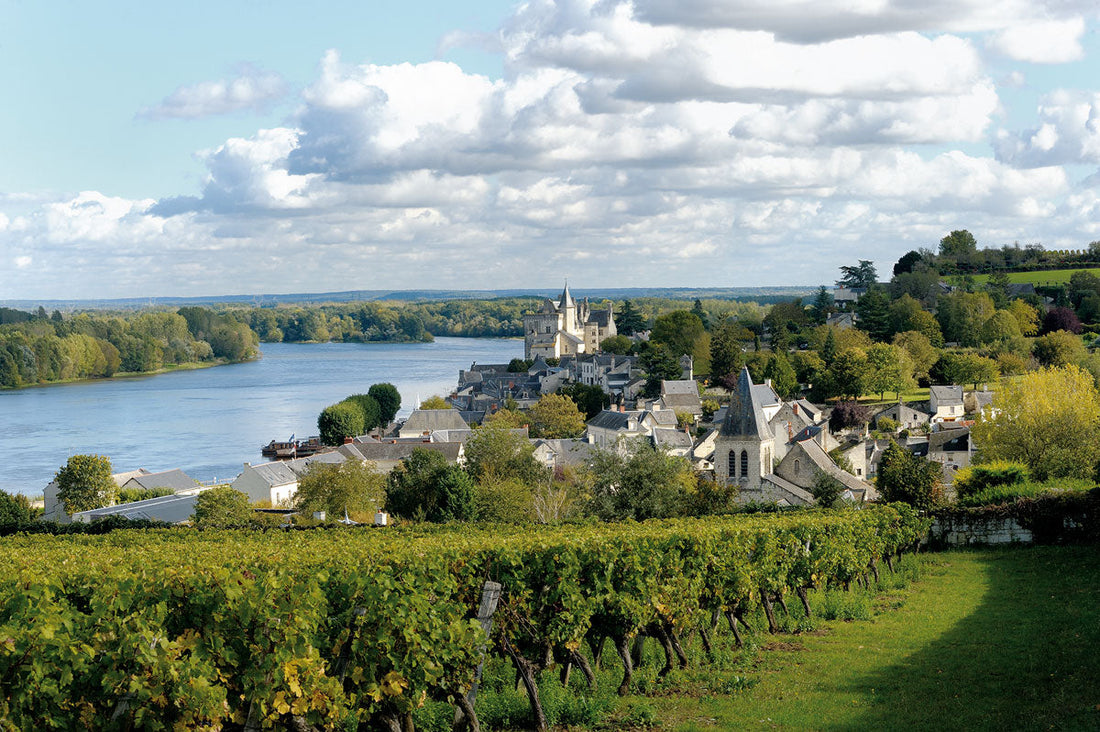 vignes sur les rives de la loire
