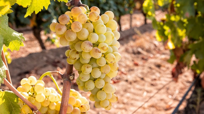 cépage vermentino