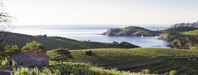 vignoble-languedoc-mer
