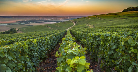 carte vin de champagne