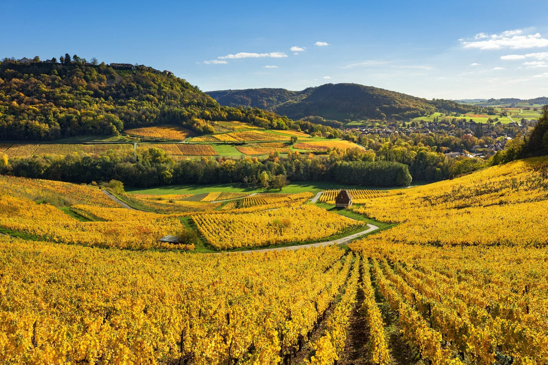vignoble jura