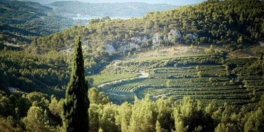 vignes roussillon