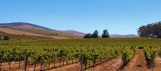 vignoble-SUD-ouest