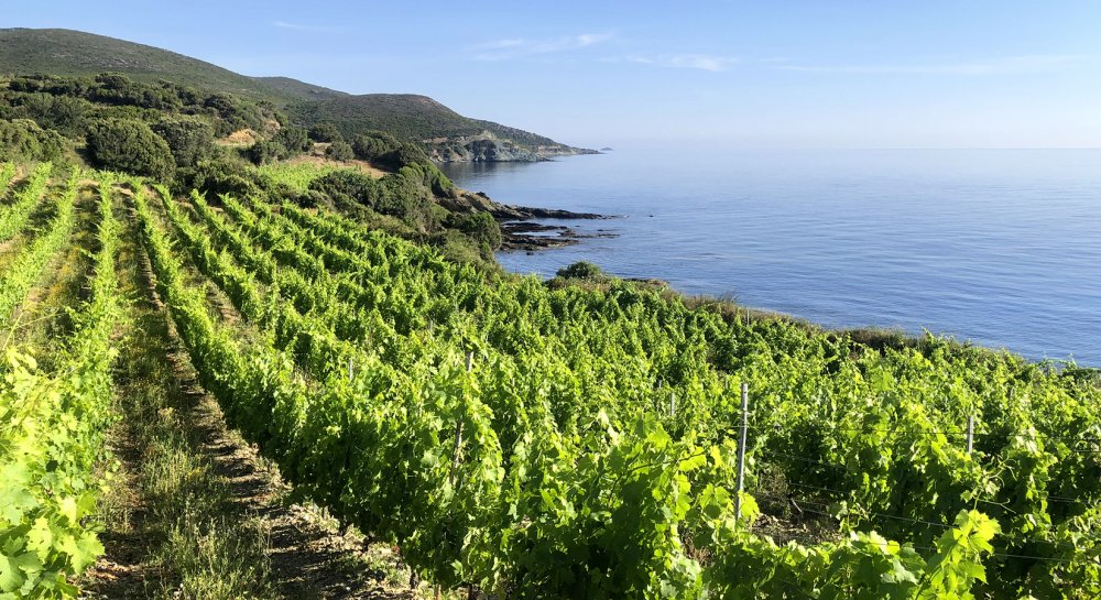 vignoble vin corse