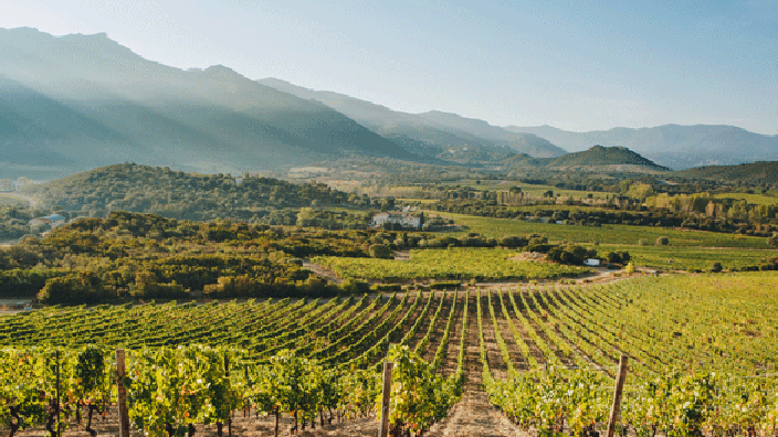 Vignoble Corse