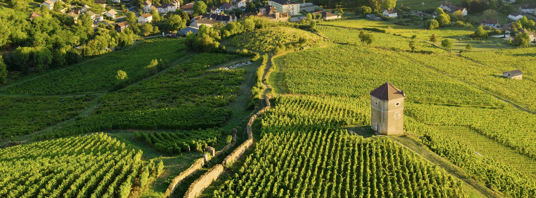 Guide complet des vins du Jura : cépages, terroirs et sélection