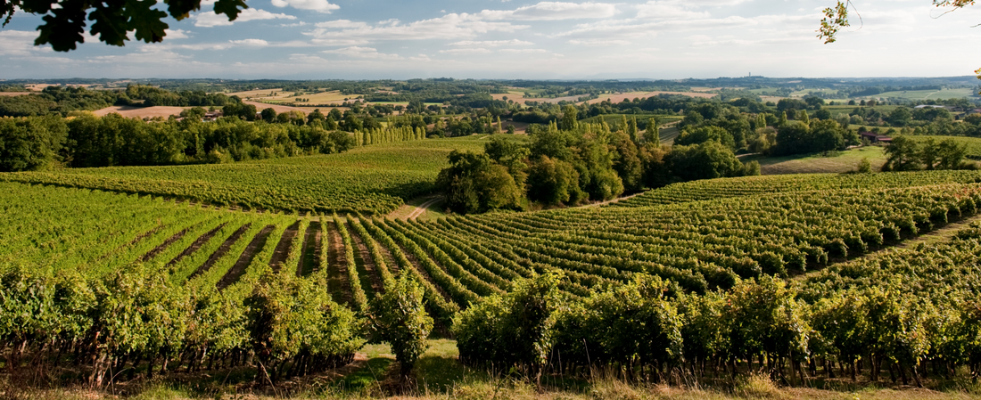 vignoble-sud-ouest