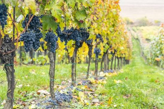 Vignoble de cinsault sous le soleil méditerranéen - Les Routes du Vin