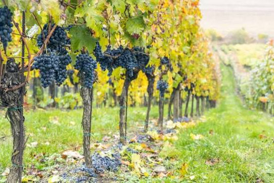 Vignoble de cinsault sous le soleil méditerranéen - Les Routes du Vin