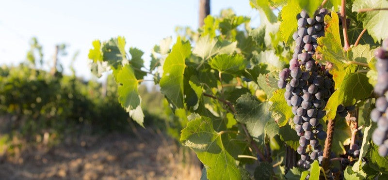cépage petit verdot